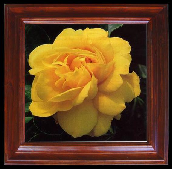 framed  unknow artist Still life floral, all kinds of reality flowers oil painting  236, Ta118